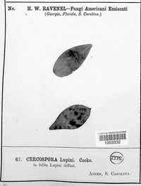 Pseudocercospora lupini image